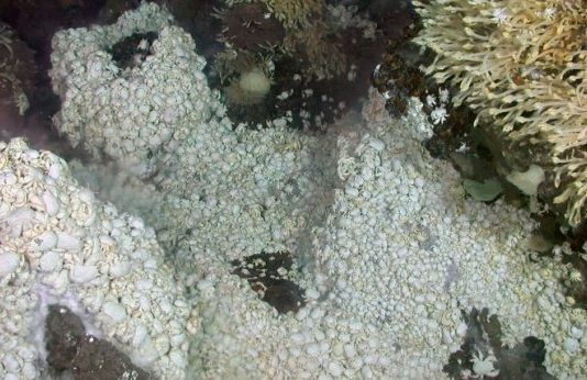 НАСА буде досліджувати геотермальні джерела, в яких, можливо, зародилося життя на Землі