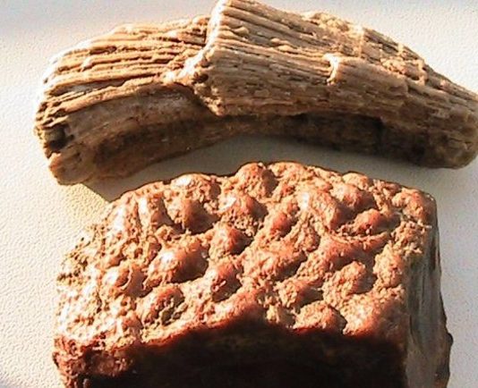 Вчені знайшли тварин, які жили сотні мільйонів років тому