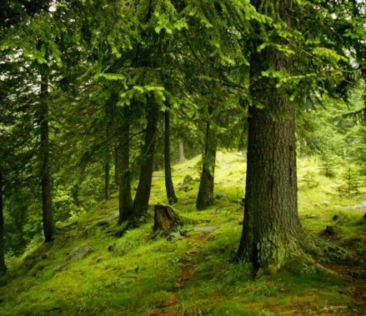 Вченим вдалося зафіксувати процес “дихання” землі