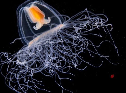 Вчені виявили єдину на Землі безсмертну істоту