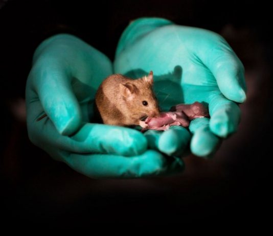 Вченим вперше вдалося отримати потомство від двох самців