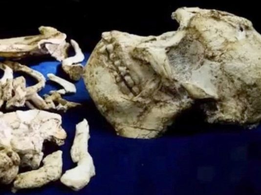 Вчені знайшли нового предка людини