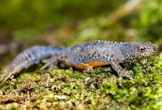 Вчені показали процес зародження життя від однієї клітини до цілого організму: унікальні кадри (Відео)