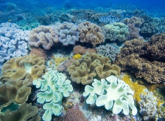 ОАЕ почали створювати найбільший штучний кораловий риф