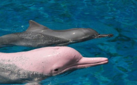 Знайшли найрідкіснішого в світі рожевого дельфіна-альбіноса: фото і відео