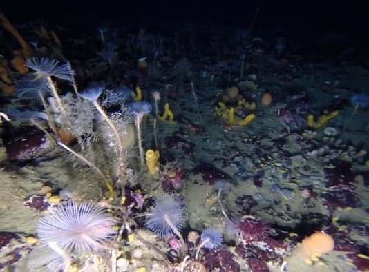 Вченим вдалося записати те, що знаходиться під антарктичним льодом, і це неймовірно