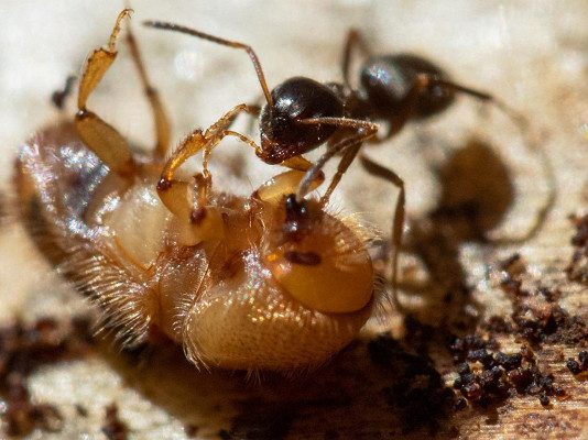 Вчені оголосили про початок нового масового вимирання
