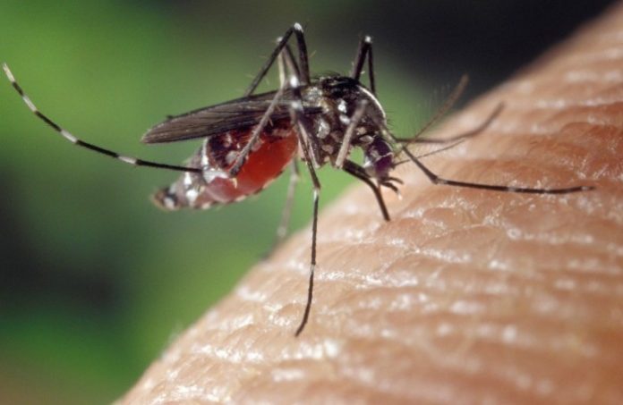 mosquito-1332382_1920
