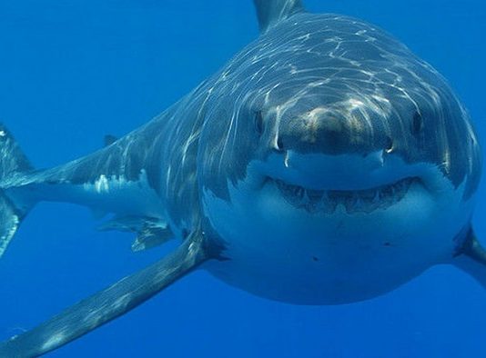 У Північній Атлантиці спіймали акулу, вік якої складає 512 років