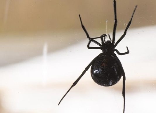 Британець через павука влаштував смертельну ДТП