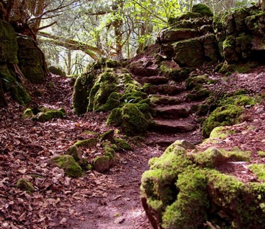 У найстарішому лісі Англії знайшли загадковий кам’яний круг