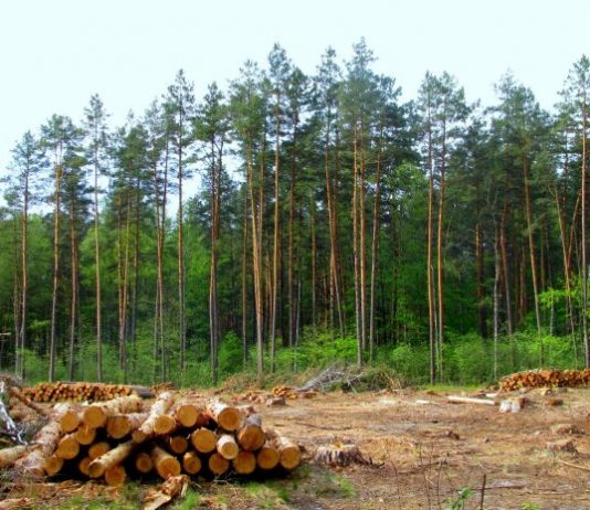 На Харківщині й Закарпатті звільнили лісівників