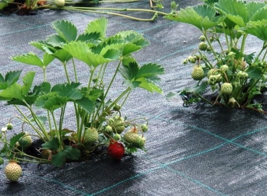 Эффективная для раннего урожая агроткань в Украине – агромагазин «Kapelka.com.ua»