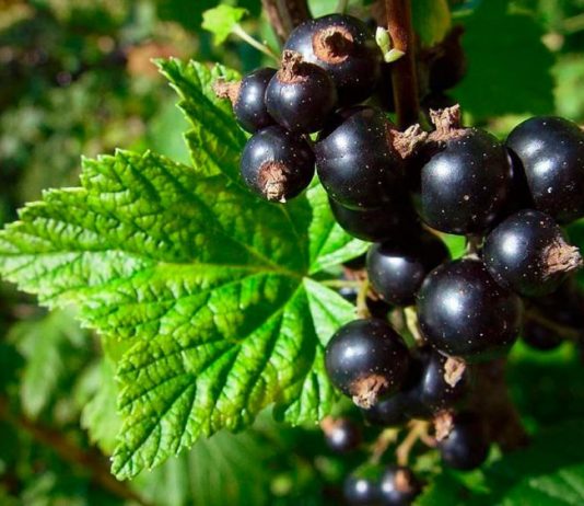 Нутриціолог розповіла, кому не можна їсти смородину