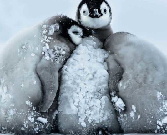 Метеорологи оновили рекорд найнижчих температур в Північній півкулі