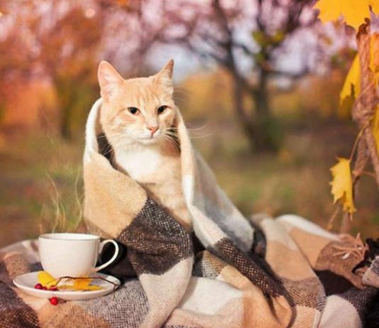 Похолодання і сильний вітер: синоптики дали прогноз на найближчі дні