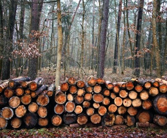 В Україні презентували унікальну систему, яка виявлятиме чорних лісорубів (відео)