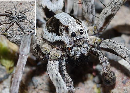 На британському полігоні помітили «вимерлих» павуків-вовків