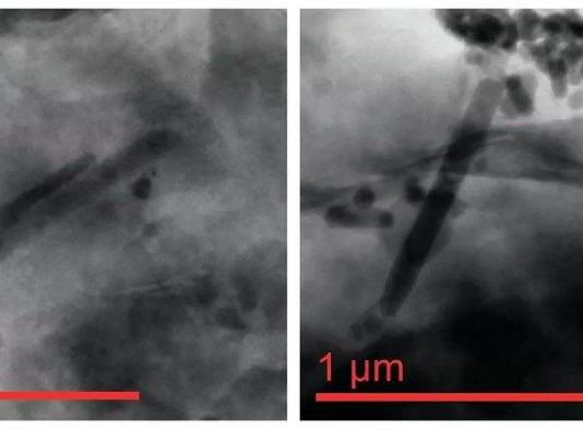Виявлено зв’язок між кліматом і загадковими магнітними скам’янілостями