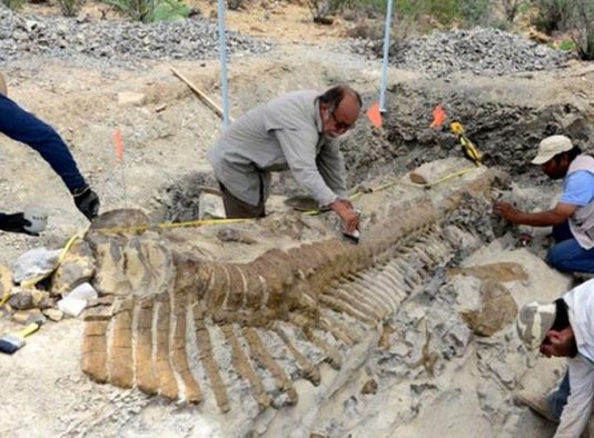 Археологи з Аргентини відкрили новий різновид ринхозаврів