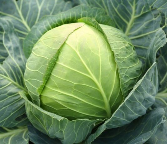 Як правильно вибрати насіння капусти