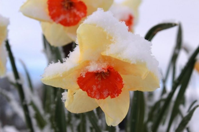 narcissus-1350494_1280