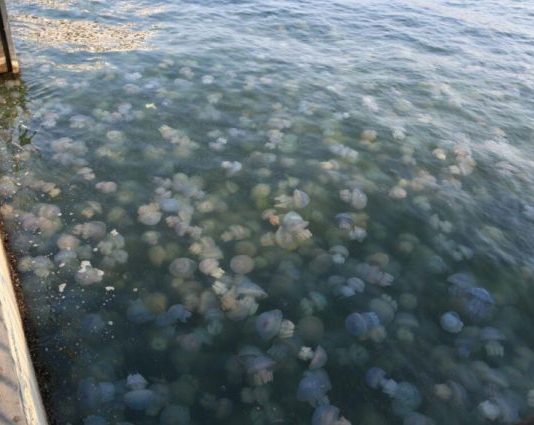 Пекуче смузі: через наплив медуз на Азовському морі зіпсовано тисячі відпусток