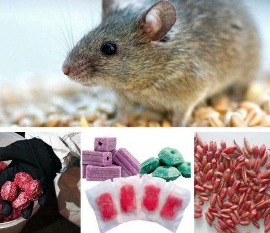 Родентициды – что это и для чего применяют