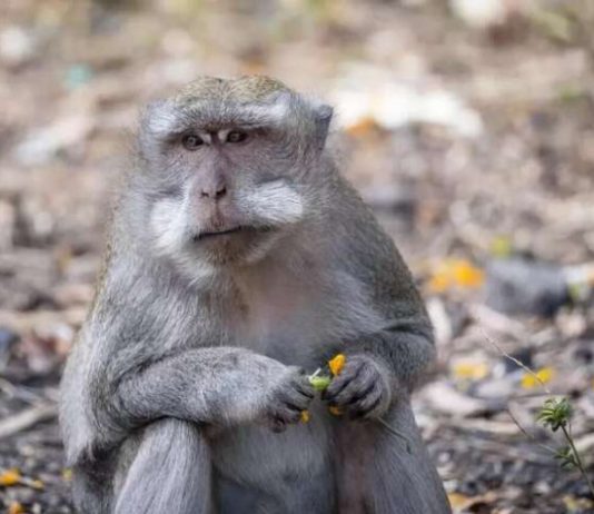 Все ближче до України: у Латвії зафіксували другий випадок віспи мавп